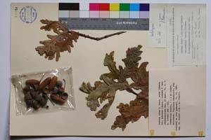Quercus robur L. ssp. robur Schwarz var. puberula (Lasch.) Schwarz f. brachypedunculata Gan. & Bond. [ SOMXXXXX0282] (c) Институт по биоразнообразие и екосистемни изследвания, БАН — Колекции висши растения и мъхове (SOM)