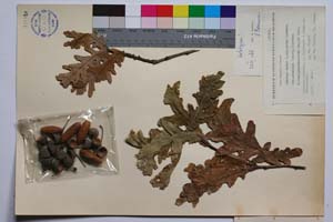 Quercus robur L. ssp. robur Schwarz var. puberula (Lasch.) Schwarz f. brachypedunculata Gan. & Bond. [ SOMXXXXX0282] (2) (c) Институт по биоразнообразие и екосистемни изследвания, БАН — Колекции висши растения и мъхове (SOM)