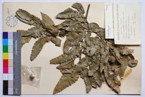 Quercus sphaerocarpa J. D. [ SOMXXXXX0284] (c) Институт по биоразнообразие и екосистемни изследвания, БАН — Колекции висши растения и мъхове (SOM)