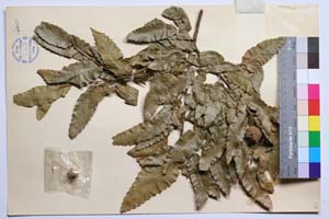 Quercus sphaerocarpa J. D. [ SOMXXXXX0284] (2) (c) Институт по биоразнообразие и екосистемни изследвания, БАН — Колекции висши растения и мъхове (SOM)