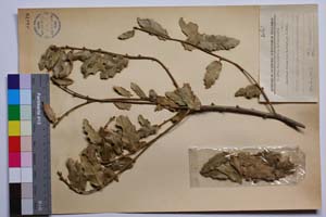 Quercus thracica B. Stef. & S. Ned. [ SOMXXXXX0285] (c) Институт по биоразнообразие и екосистемни изследвания, БАН — Колекции висши растения и мъхове (SOM)