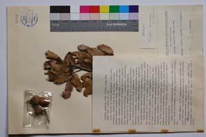 Quercus thracica B. Stef. & S. Ned. [ SOMXXXXX0286] (c) Институт по биоразнообразие и екосистемни изследвания, БАН — Колекции висши растения и мъхове (SOM)