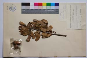 Quercus thracica B. Stef. & S. Ned. [ SOMXXXXX0286] (2) (c) Институт по биоразнообразие и екосистемни изследвания, БАН — Колекции висши растения и мъхове (SOM)