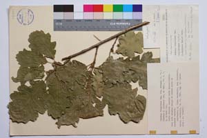Quercus virgiliana Ten. var. ambigua (A. DC.) Schwarz f. pirinica Gan. & Bond. [ SOMXXXXX0287] (c) Институт по биоразнообразие и екосистемни изследвания, БАН — Колекции висши растения и мъхове (SOM)