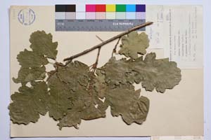 Quercus virgiliana Ten. var. ambigua (A. DC.) Schwarz f. pirinica Gan. & Bond. [ SOMXXXXX0287] (2) (c) Институт по биоразнообразие и екосистемни изследвания, БАН — Колекции висши растения и мъхове (SOM)