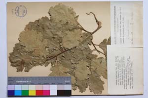 Quercus virgiliana Ten. var. ambigua (A. DC.) Schwarz f. pirinica Gan. & Bond. [ SOMXXXXX0288] (c) Институт по биоразнообразие и екосистемни изследвания, БАН — Колекции висши растения и мъхове (SOM)