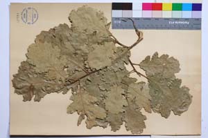 Quercus virgiliana Ten. var. ambigua (A. DC.) Schwarz f. pirinica Gan. & Bond. [ SOMXXXXX0288] (2) (c) Институт по биоразнообразие и екосистемни изследвания, БАН — Колекции висши растения и мъхове (SOM)