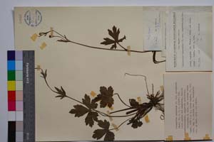 Ranunculus nemorosus DC. var. georgievii Penev [ SOMXXXXX0290] (c) Институт по биоразнообразие и екосистемни изследвания, БАН — Колекции висши растения и мъхове (SOM)