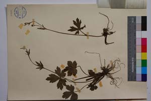Ranunculus nemorosus DC. var. georgievii Penev [ SOMXXXXX0290] (2) (c) Институт по биоразнообразие и екосистемни изследвания, БАН — Колекции висши растения и мъхове (SOM)