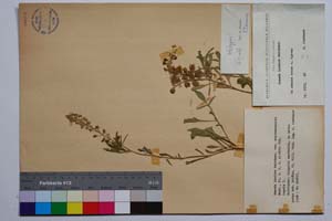 Reseda inodora Reichenb. var. septemsepalis Mark. [ SOMXXXXX0291] (c) Институт по биоразнообразие и екосистемни изследвания, БАН — Колекции висши растения и мъхове (SOM)