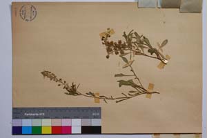 Reseda inodora Reichenb. var. septemsepalis Mark. [ SOMXXXXX0291] (2) (c) Институт по биоразнообразие и екосистемни изследвания, БАН — Колекции висши растения и мъхове (SOM)