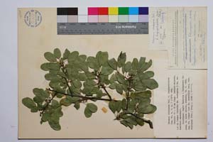 Rhamnus rhodopeus Vel. f. longipetiolata Gan. [ SOMXXXXX0292] (c) Институт по биоразнообразие и екосистемни изследвания, БАН — Колекции висши растения и мъхове (SOM)