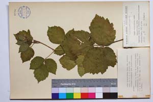 Rubus anoplocladus Sudre var. pirinica Mark. [ SOMXXXXX0293] (c) Институт по биоразнообразие и екосистемни изследвания, БАН — Колекции висши растения и мъхове (SOM)