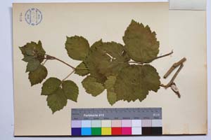 Rubus anoplocladus Sudre var. pirinica Mark. [ SOMXXXXX0293] (2) (c) Институт по биоразнообразие и екосистемни изследвания, БАН — Колекции висши растения и мъхове (SOM)