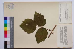 Rubus anoplocladus Sudre var. pirinica Mark. [ SOMXXXXX0294] (c) Институт по биоразнообразие и екосистемни изследвания, БАН — Колекции висши растения и мъхове (SOM)