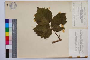 Rubus anoplocladus Sudre var. pirinica Mark. [ SOMXXXXX0295] (c) Институт по биоразнообразие и екосистемни изследвания, БАН — Колекции висши растения и мъхове (SOM)