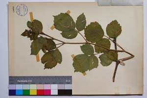 Rubus anoplocladus Sudre var. pirinica Mark. [ SOMXXXXX0295] (2) (c) Институт по биоразнообразие и екосистемни изследвания, БАН — Колекции висши растения и мъхове (SOM)