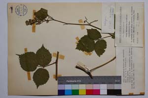Rubus condensatus Mueller var. achtarovii Mark. [ SOMXXXXX0296] (c) Институт по биоразнообразие и екосистемни изследвания, БАН — Колекции висши растения и мъхове (SOM)