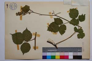 Rubus condensatus Mueller var. achtarovii Mark. [ SOMXXXXX0296] (2) (c) Институт по биоразнообразие и екосистемни изследвания, БАН — Колекции висши растения и мъхове (SOM)