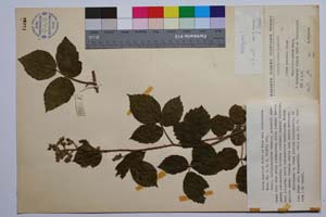Rubus koehleri Weihe et Nees var. trifoliatus Mark. [ SOMXXXXX0297] (c) Институт по биоразнообразие и екосистемни изследвания, БАН — Колекции висши растения и мъхове (SOM)