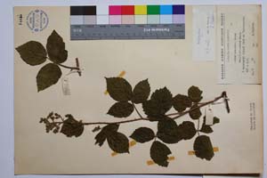 Rubus koehleri Weihe et Nees var. trifoliatus Mark. [ SOMXXXXX0297] (2) (c) Институт по биоразнообразие и екосистемни изследвания, БАН — Колекции висши растения и мъхове (SOM)
