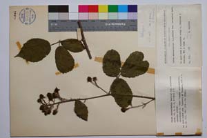 Rubus macrostachys Mueller var. balcanica Mark. [ SOMXXXXX0298] (c) Институт по биоразнообразие и екосистемни изследвания, БАН — Колекции висши растения и мъхове (SOM)