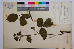 Rubus macrostachys Mueller var. balcanica Mark. [ SOMXXXXX0298] (2) (c) Институт по биоразнообразие и екосистемни изследвания, БАН — Колекции висши растения и мъхове (SOM)