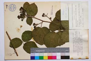 Rubus melanoxylon Mueller var. obovatus Mark. [ SOMXXXXX0299] (c) Институт по биоразнообразие и екосистемни изследвания, БАН — Колекции висши растения и мъхове (SOM)