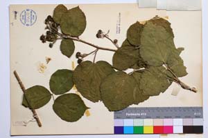Rubus melanoxylon Mueller var. obovatus Mark. [ SOMXXXXX0299] (2) (c) Институт по биоразнообразие и екосистемни изследвания, БАН — Колекции висши растения и мъхове (SOM)
