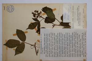 Rubus oblongoobovatus Mark. [ SOMXXXXX0300] (c) Институт по биоразнообразие и екосистемни изследвания, БАН — Колекции висши растения и мъхове (SOM)