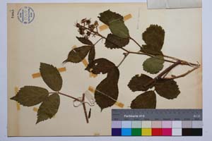 Rubus oblongoobovatus Mark. [ SOMXXXXX0300] (2) (c) Институт по биоразнообразие и екосистемни изследвания, БАН — Колекции висши растения и мъхове (SOM)