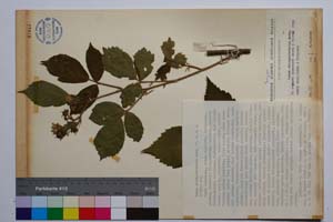 Rubus oblongoobovatus Mark. [ SOMXXXXX0303] (c) Institute of Biodiversity and Ecosystem Research, BAS — Vascular Plants and Mosses Collections (SOM)