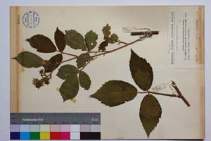 Rubus oblongoobovatus Mark. [ SOMXXXXX0303] (2) (c) Institute of Biodiversity and Ecosystem Research, BAS — Vascular Plants and Mosses Collections (SOM)