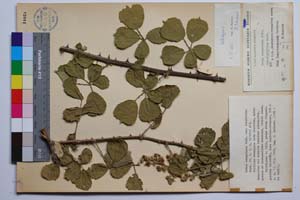 Rubus sanguineus Friv. var. alnifolius Mark. [ SOMXXXXX0304] (c) Институт по биоразнообразие и екосистемни изследвания, БАН — Колекции висши растения и мъхове (SOM)