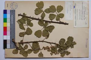 Rubus sanguineus Friv. var. alnifolius Mark. [ SOMXXXXX0304] (2) (c) Институт по биоразнообразие и екосистемни изследвания, БАН — Колекции висши растения и мъхове (SOM)