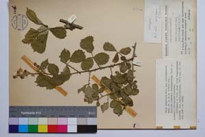 Rubus sanguineus Friv. var. obtriangulatus Mark. [ SOMXXXXX0305] (c) Институт по биоразнообразие и екосистемни изследвания, БАН — Колекции висши растения и мъхове (SOM)