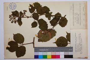 Rubus schleicheri Weihe. var. vitosensis Mark. [ SOMXXXXX0309] (c) Институт по биоразнообразие и екосистемни изследвания, БАН — Колекции висши растения и мъхове (SOM)