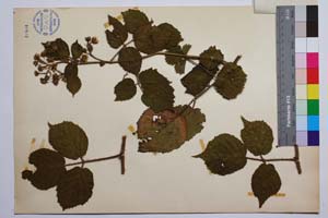 Rubus schleicheri Weihe. var. vitosensis Mark. [ SOMXXXXX0309] (2) (c) Институт по биоразнообразие и екосистемни изследвания, БАН — Колекции висши растения и мъхове (SOM)