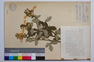 Rubus tomentosus Borkh. var. stojanovii Mark. [ SOMXXXXX0310] (c) Институт по биоразнообразие и екосистемни изследвания, БАН — Колекции висши растения и мъхове (SOM)