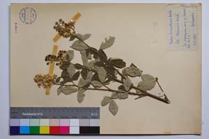 Rubus tomentosus Borkh. var. stojanovii Mark. [ SOMXXXXX0310] (2) (c) Институт по биоразнообразие и екосистемни изследвания, БАН — Колекции висши растения и мъхове (SOM)