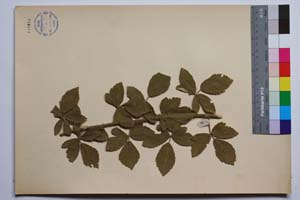 Rubus tomentosus Borkh. var. stojanovii Mark. [ SOMXXXXX0310] (3) (c) Институт по биоразнообразие и екосистемни изследвания, БАН — Колекции висши растения и мъхове (SOM)