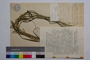 Secale rhodopaeum Delipavlov [ SOMXXXXX0321] (c) Institute of Biodiversity and Ecosystem Research, BAS — Vascular Plants and Mosses Collections (SOM)
