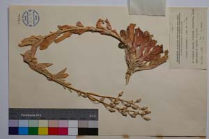 Silene caliacrae D. Jord. & P. Pan. [ SOMXXXXX0331] (3) (c) Institute of Biodiversity and Ecosystem Research, BAS — Vascular Plants and Mosses Collections (SOM)