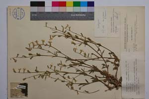 Silene euxina Rupr. var. bulgarica Jord. & Pan. [ SOMXXXXX0332] (c) Institute of Biodiversity and Ecosystem Research, BAS — Vascular Plants and Mosses Collections (SOM)