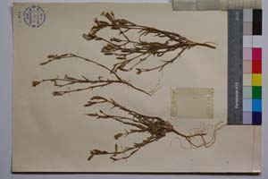 Silene subconica Friv. var. grisebachii Dav. [ SOMXXXXX0333] (2) (c) Institute of Biodiversity and Ecosystem Research, BAS — Vascular Plants and Mosses Collections (SOM)
