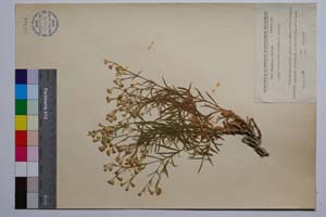 Silene velcevii D. Jord. & P. Pan. [ SOMXXXXX0335] (c) Institute of Biodiversity and Ecosystem Research, BAS — Vascular Plants and Mosses Collections (SOM)