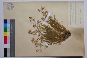 Silene velcevii D. Jord. & P. Pan. [ SOMXXXXX0336] (c) Institute of Biodiversity and Ecosystem Research, BAS — Vascular Plants and Mosses Collections (SOM)