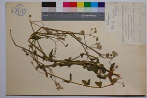 Silene vulgaris (Moench.) Garcke f. polypetala P. Panov [ SOMXXXXX0338] (2) (c) Institute of Biodiversity and Ecosystem Research, BAS — Vascular Plants and Mosses Collections (SOM)