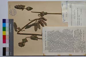 Stachys thracica Dav. [ SOMXXXXX0340] (c) Institute of Biodiversity and Ecosystem Research, BAS — Vascular Plants and Mosses Collections (SOM)