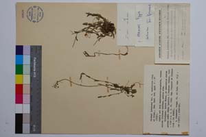 Thlaspi lutescens Vel. f. versicolor Stoj. & Kitan. [ SOMXXXXX0343] (c) Institute of Biodiversity and Ecosystem Research, BAS — Vascular Plants and Mosses Collections (SOM)